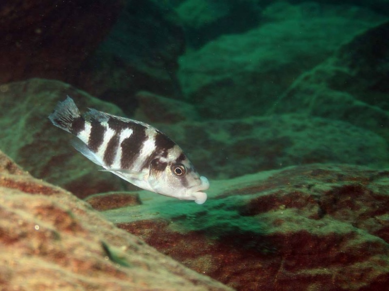 Placidochromis milomo 'Likoma Island'